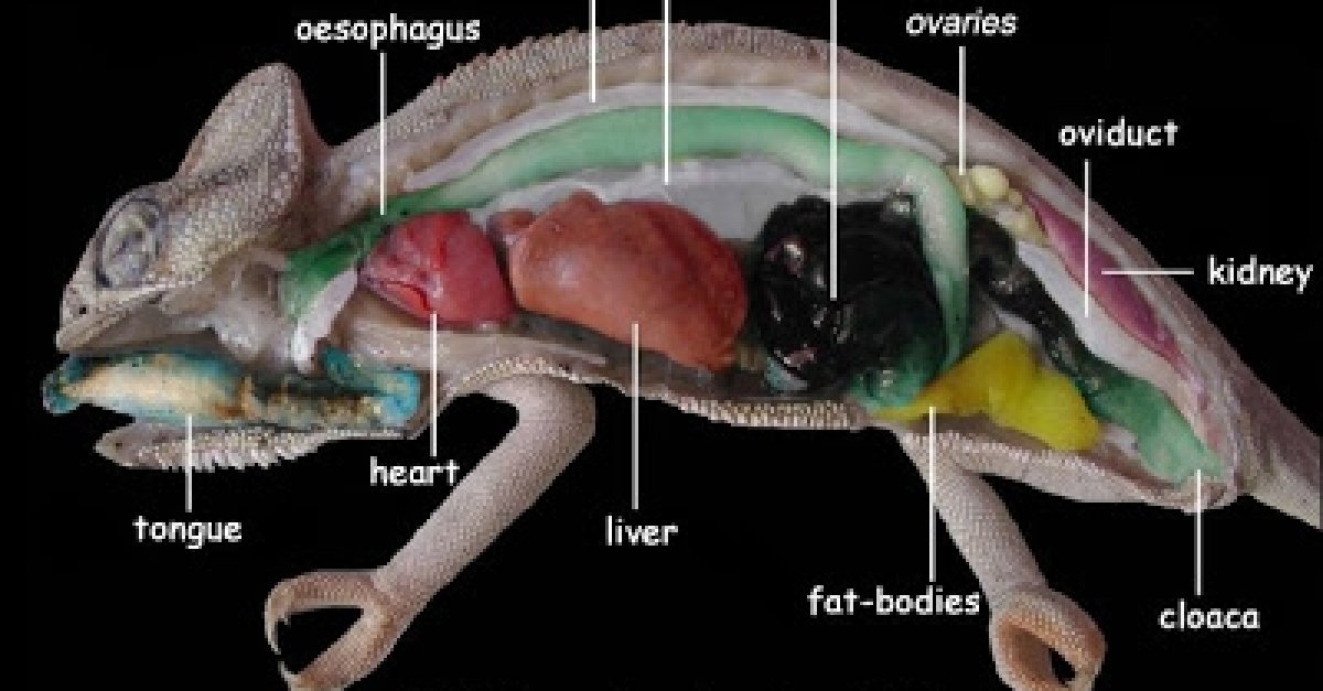 Строение хамелеона. Анатомия йеменского хамелеона. Внутренние органы хамелеона. Хамелеон строение тела.